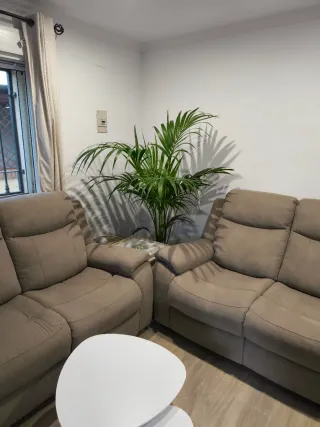 Planta de interior Areca