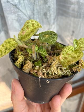 Macodes Petola Grande orchidea