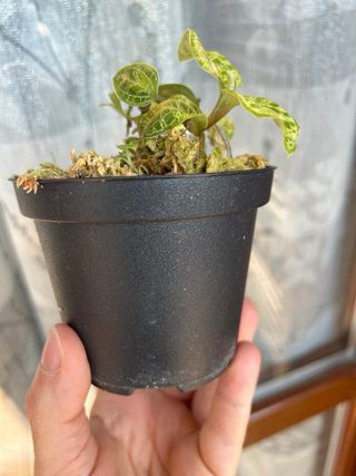 Macodes Petola Grande orchidea