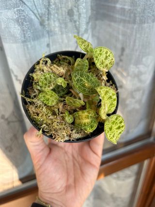 Macodes Petola Grande orchidea