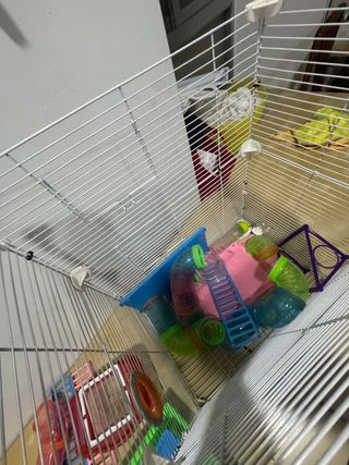 Jaula y accesorios para hámster