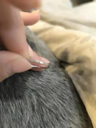 Tous oro blanco y diamantes