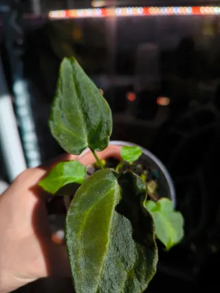 Anthurium Dark Forgetii x Indo Forgetii s1