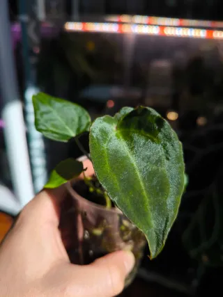 Anthurium Dark Forgetii x Indo Forgetii s1