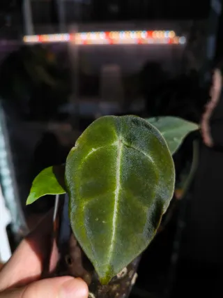 Anthurium Dark Forgetii x Indo Forgetii s1