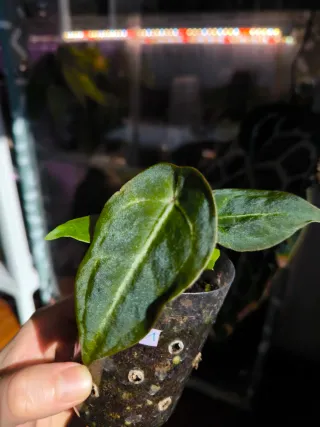 Anthurium Dark Forgetii x Indo Forgetii s1