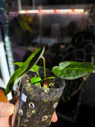 Anthurium Dark Forgetii x Indo Forgetii s1