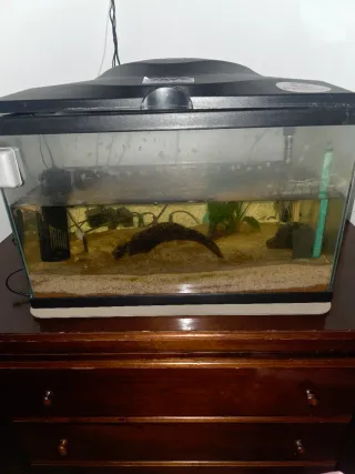 Pecera 60l o cambio por algo que me interese