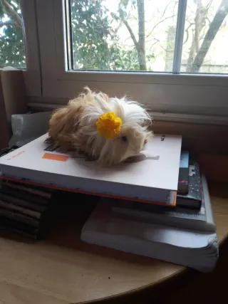 Cuidador de mascotas (Perros, gatos y exóticos)