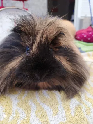 Cuidador de mascotas (Perros, gatos y exóticos)