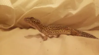 Cuidador de mascotas (Perros, gatos y exóticos)