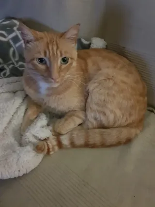 Cuidador de mascotas (Perros, gatos y exóticos)