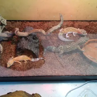 Cuidador de mascotas (Perros, gatos y exóticos)