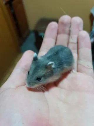 Cuidador de mascotas (Perros, gatos y exóticos)