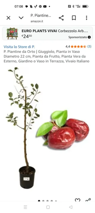 Pianta di Giuggiolo alta 30 cm