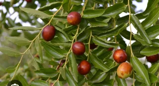 Pianta di Giuggiolo alta 30 cm