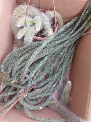 Pianta Coda di scimmia