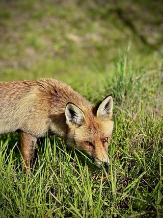 Fotografo profesional