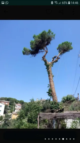 Servicios de jardinería y poda al 610823091