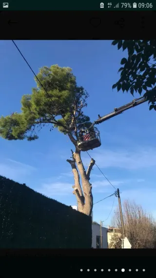 Servicios de jardinería y poda al 610823091