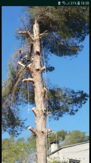 Servicios de jardinería y poda al 610823091