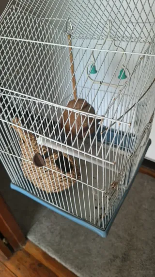 2 Jaulas para Pájaros