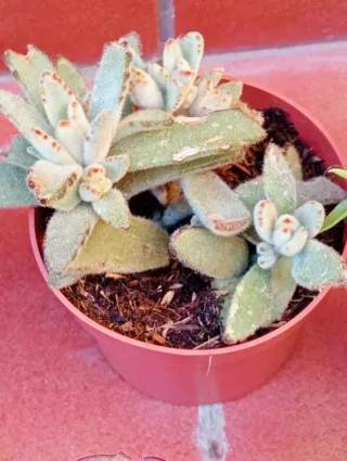 Variedad de plantas suculentas