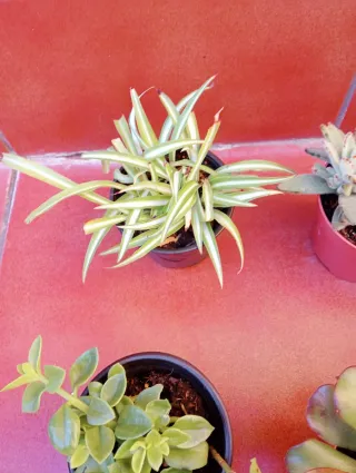 Variedad de plantas suculentas