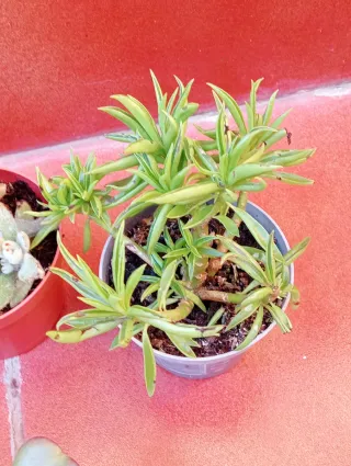 Variedad de plantas suculentas