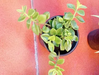 Variedad de plantas suculentas