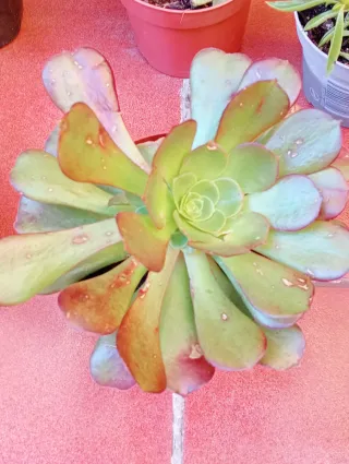 Variedad de plantas suculentas