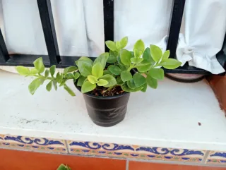 Planta aptenia o planta del rocío