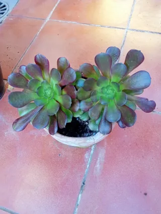 Planta Aerobio en Maceta