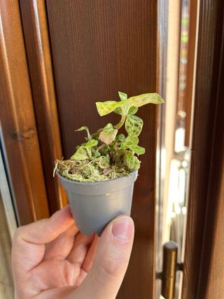 Macodes petola - Orchidea gioiello media