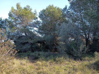Terreno en venta en Ulldecona