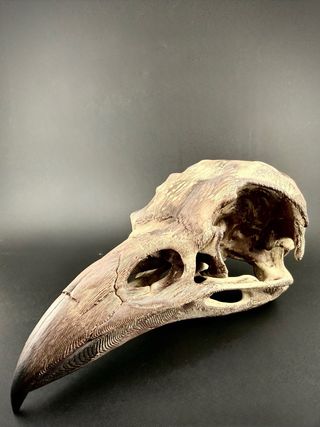 Cráneo Cuervo Impresión 3D Realista