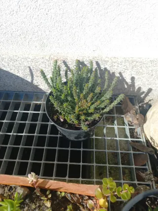 Suculentas e cactos em vaso