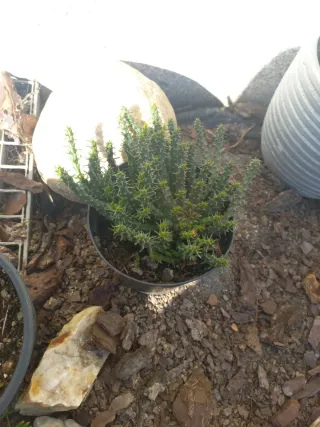 Suculentas e cactos em vaso