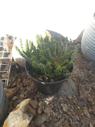 Suculentas e cactos em vaso