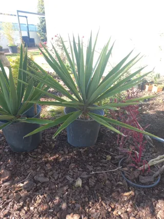 Planta Yuca sem vaso