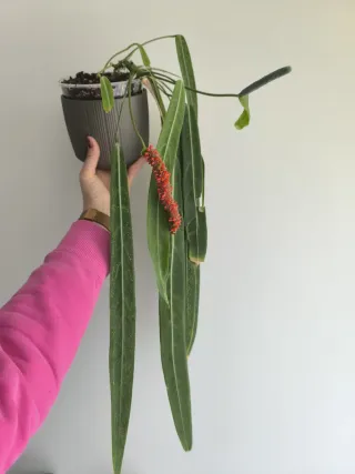 Anthurium pallidiflorum narrow