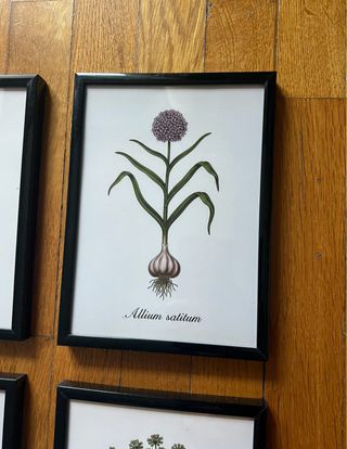 Set 4 Quadri Cucina Vintage Erbe Aromatiche