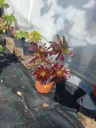 Planta Aeonium rosa negra