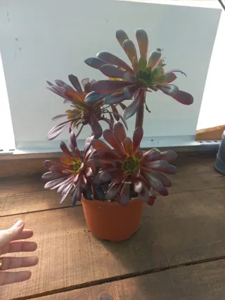 Planta Aeonium rosa negra