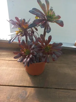 Planta Aeonium rosa negra