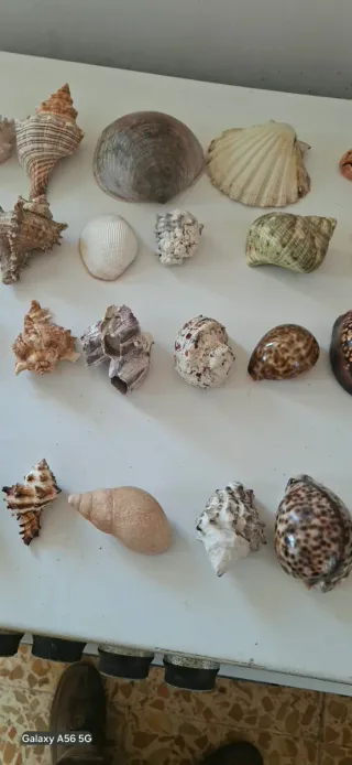 Lotto 40 conchiglie da collezione