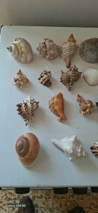 Lotto 40 conchiglie da collezione