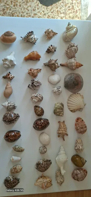 Lotto 40 conchiglie da collezione
