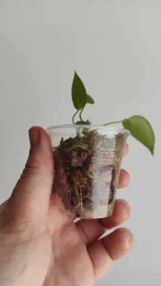 Anthurium pallidiflorum narrow