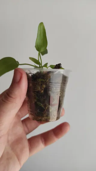 Anthurium pallidiflorum narrow